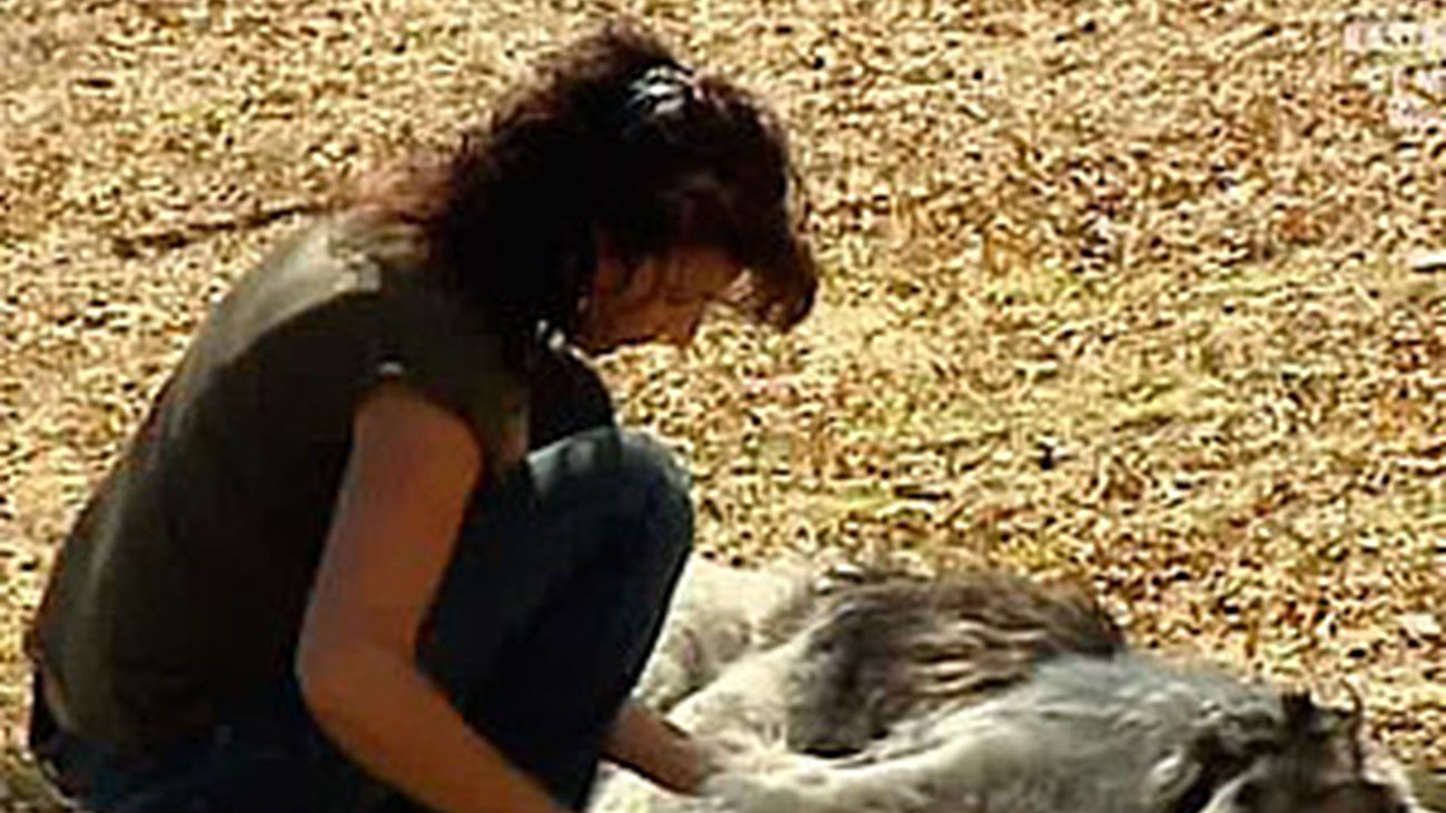 Terapia para perros abandonados