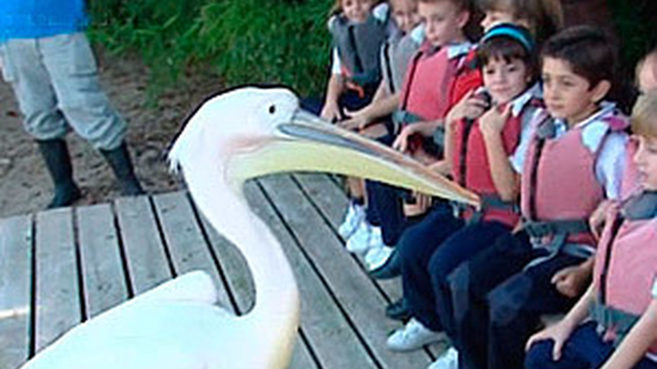 Jugar con pelícanos en Faunia