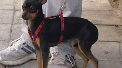 Galapagar quiere acabar con los excrementos caninos en las calles