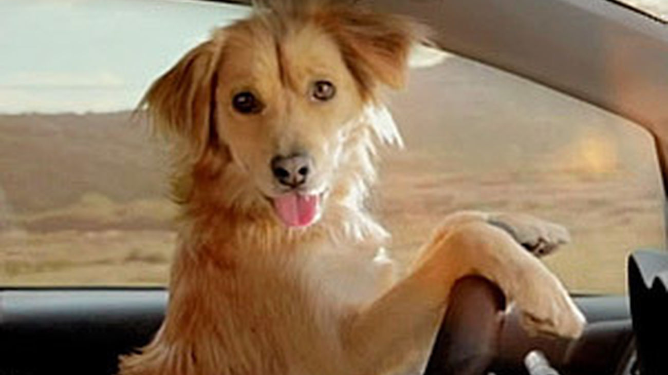 ¿Y si nuestro perro nos abandonara...?