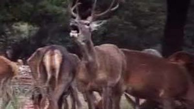 Mi cámara y yo: La berrea