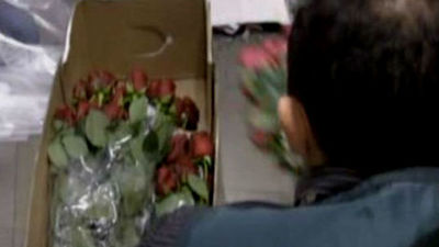 Desmantelado un grupo que introducía cocaína en partidas de flores frescas