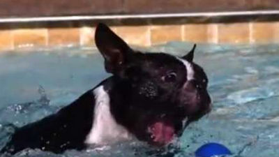 Las mascotas tendrán su propia playa en El Campello (Alicante)