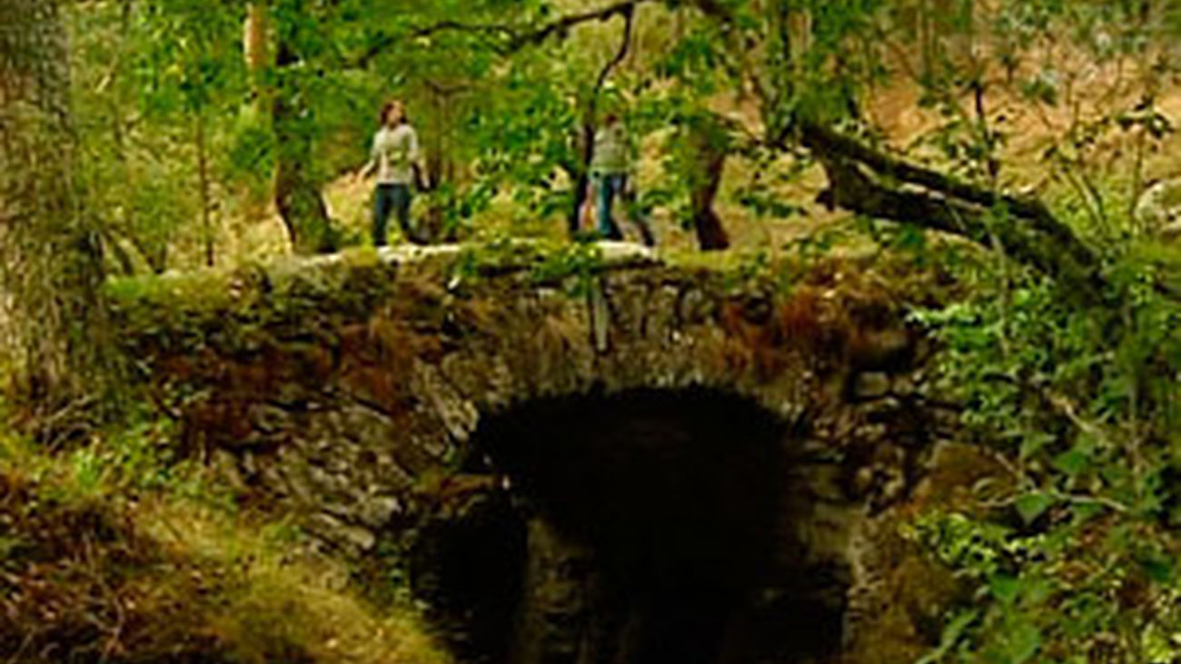 La ruta del tejo milenario en Rascafía