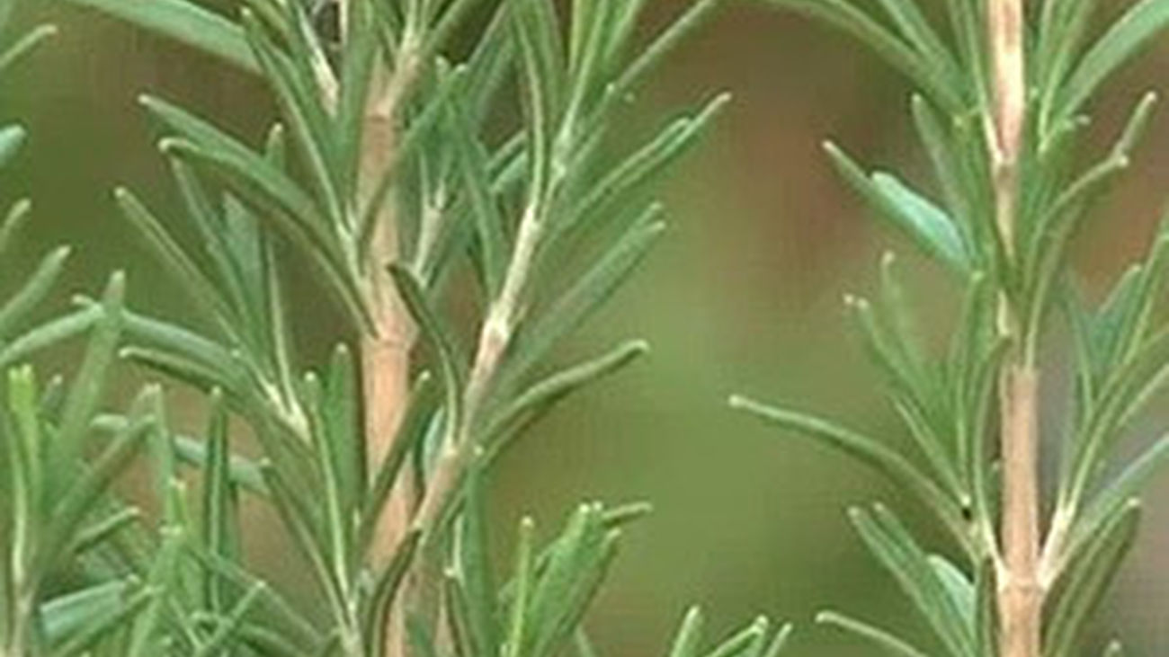 ¿Un vino con sabor a romero?