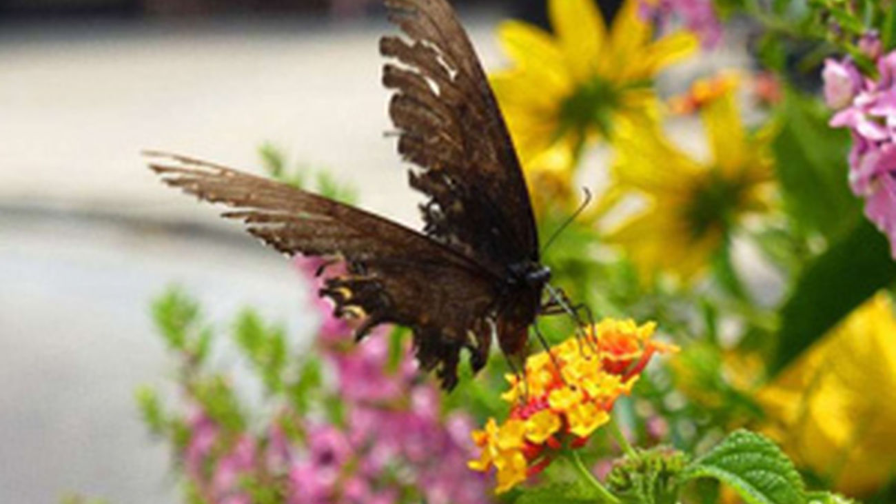 En el Jardín Botánico
