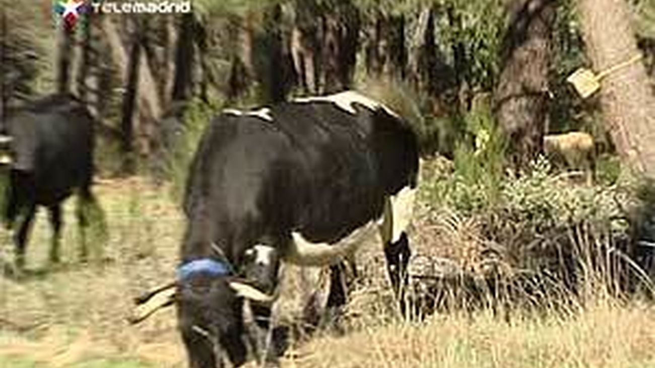 La Comunidad potencia el pastoreo para limpiar pistas forestales y prevenitr incendios