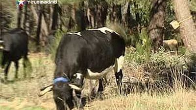 La Comunidad potencia el pastoreo para limpiar pistas forestales y prevenitr incendios