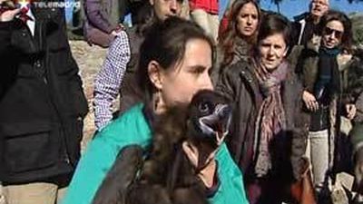 Dos buitres negros vuelven a su habitat natural tras ser liberados en el valle de la Fuenfría