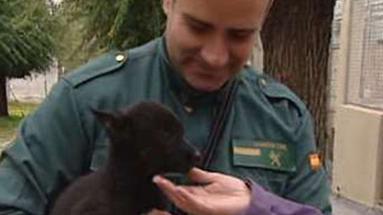 Buscan familias de acogida