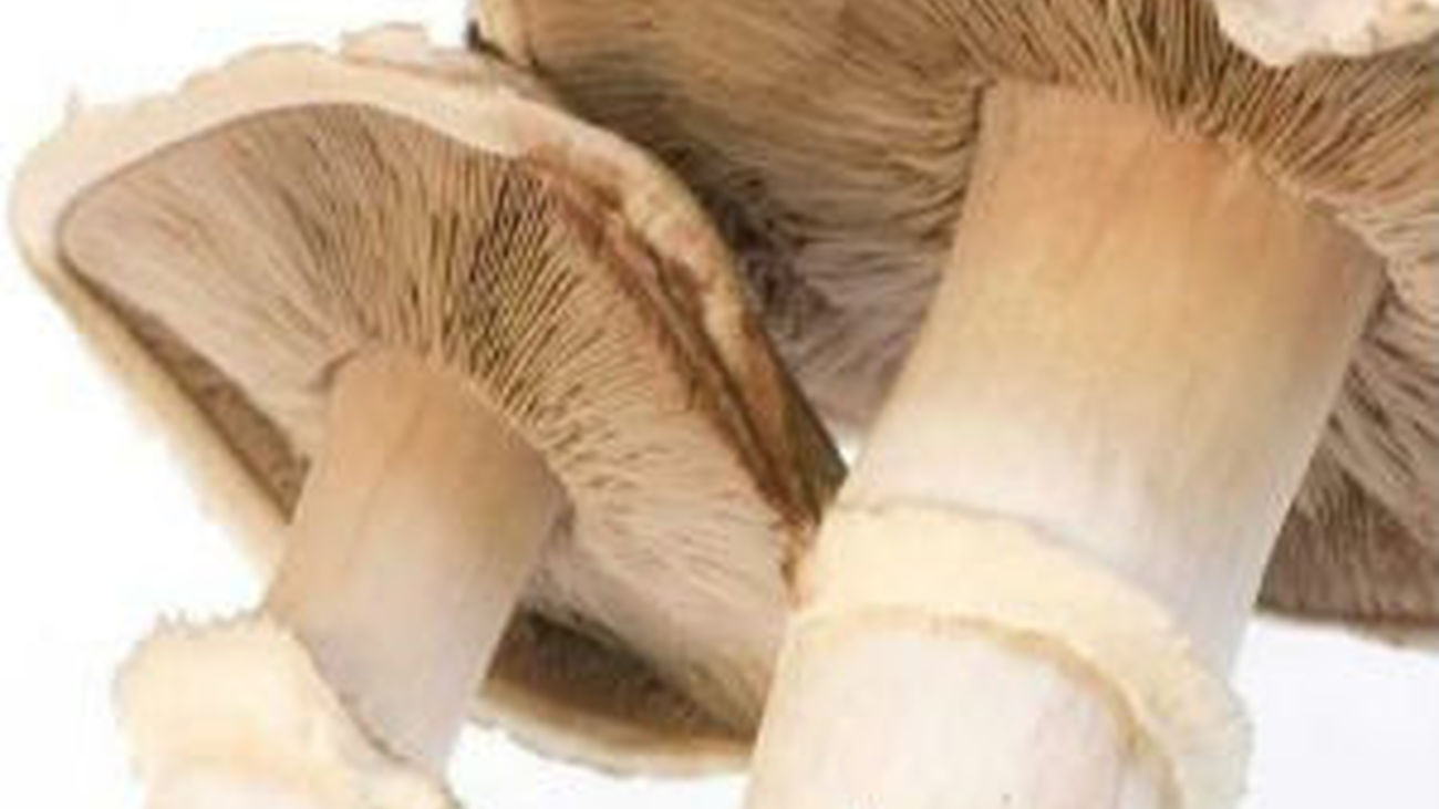 XXIII edición de las Jornadas Micológicas