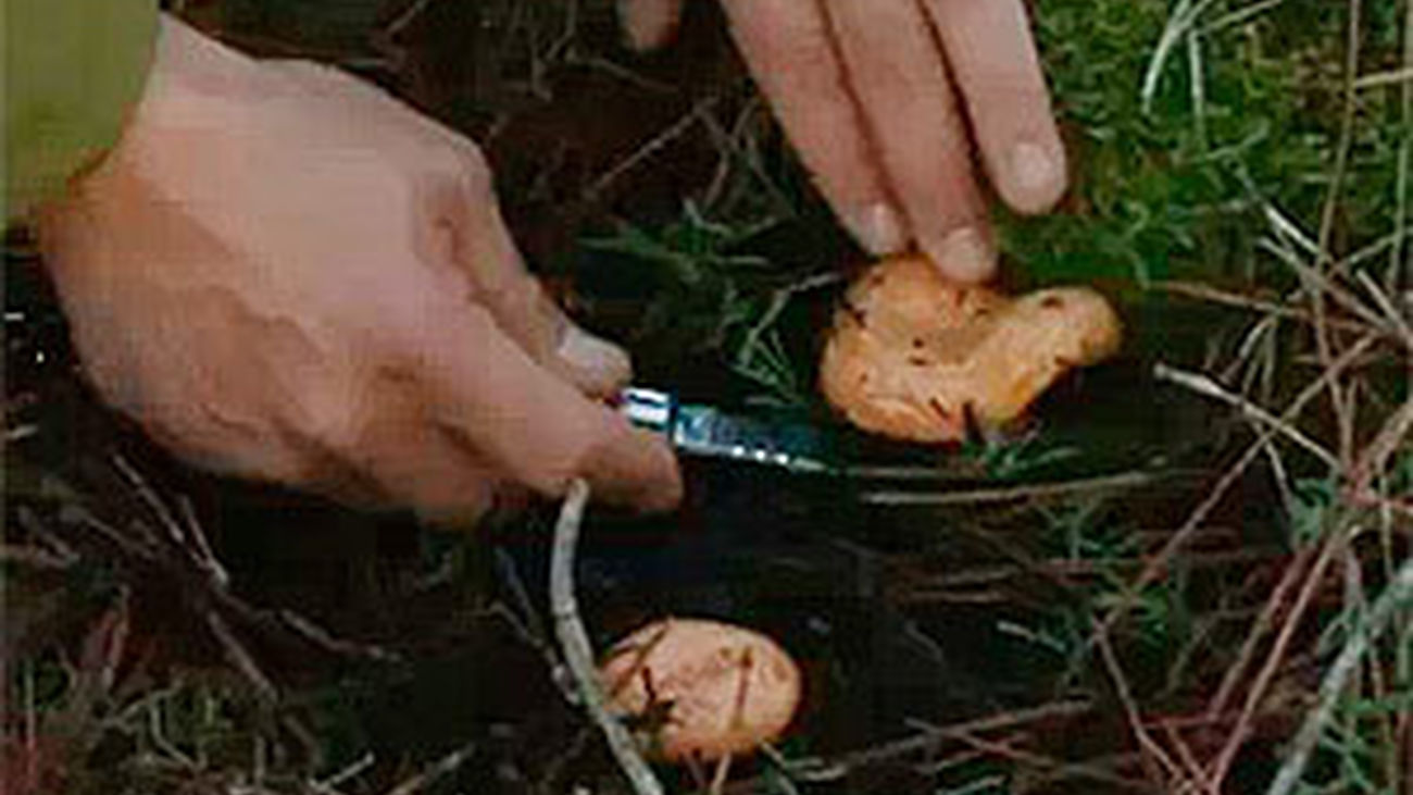 Cómo recolectar setas sin miedo a equivocación y sin destrozar el bosque