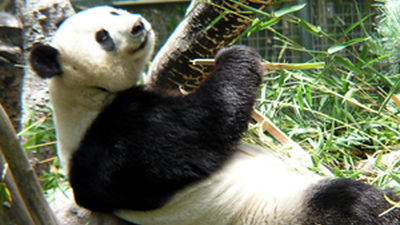 Zoo de Madrid despide a sus crías de Panda Gigante