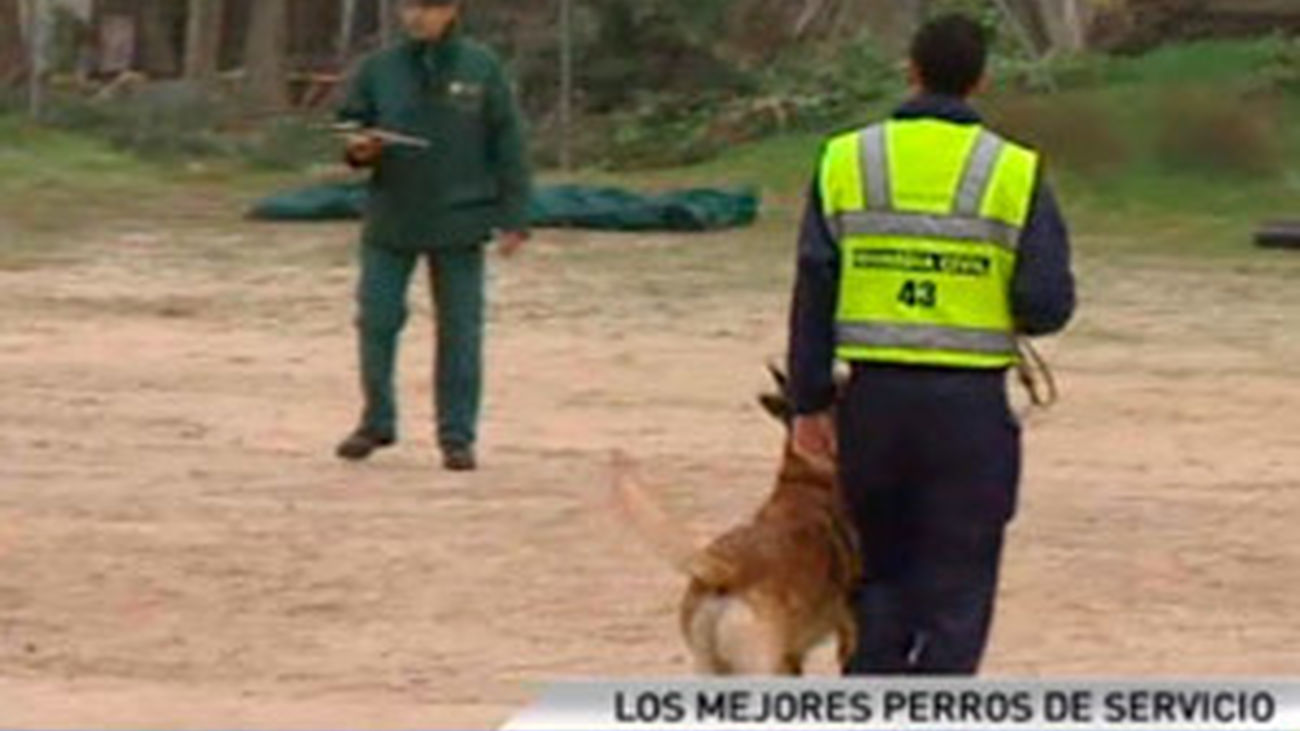 Los mejores adiestradores de perros