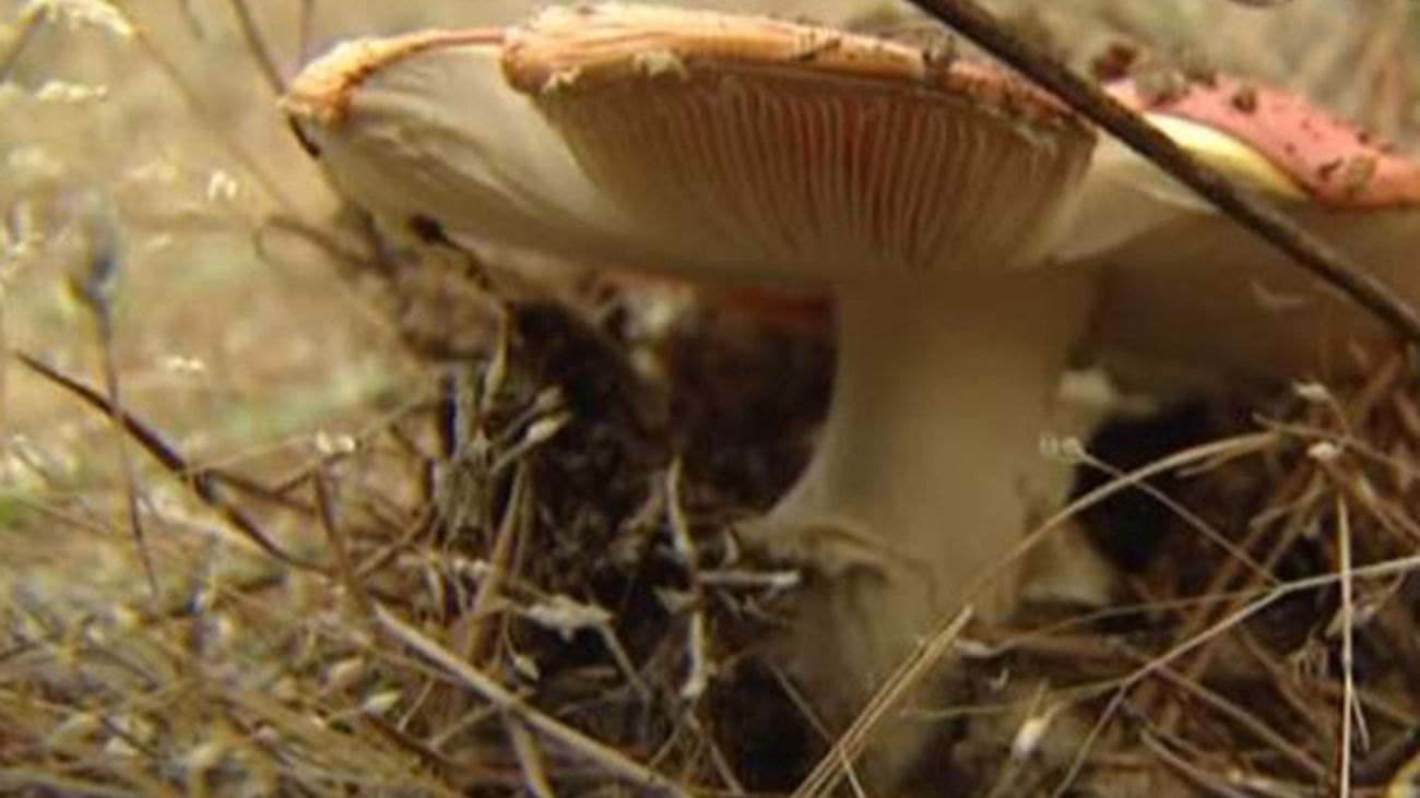 Cuidado con las setas venenosas