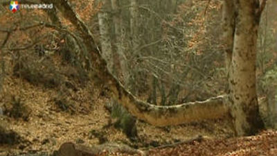 Un plan para fomentar el turismo en el Hayedo de Montejo