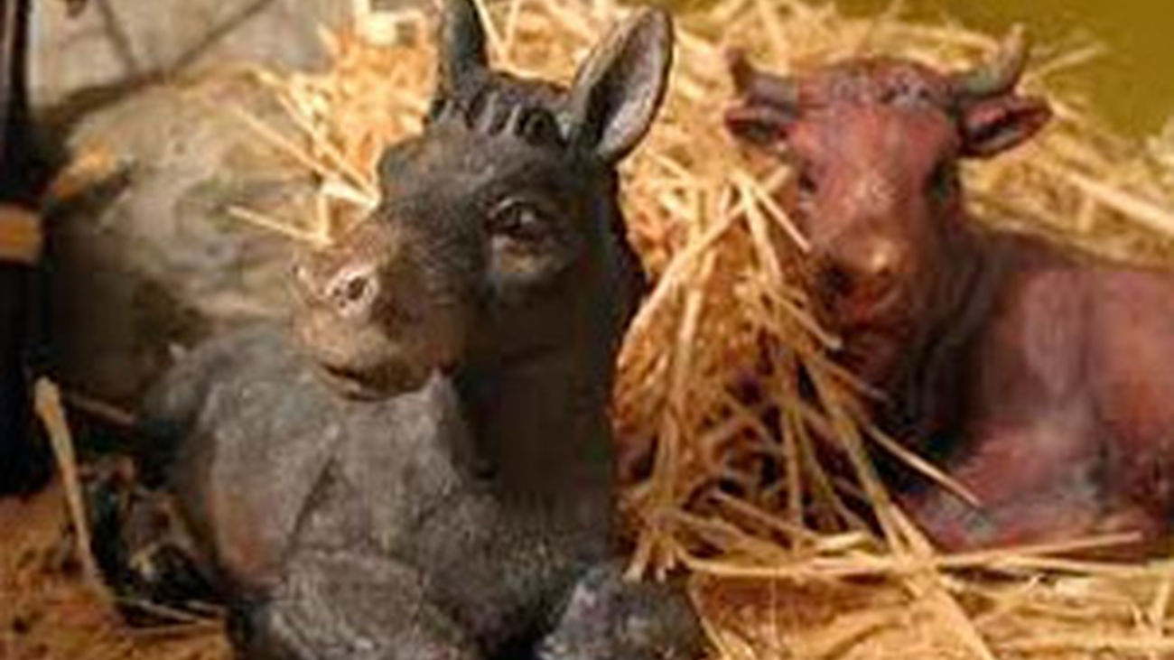 ¿Un belén sin bula y sin buey?