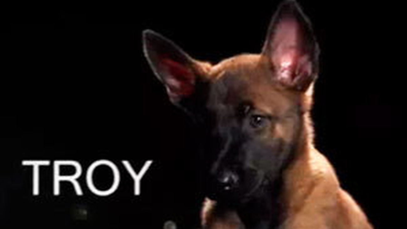 Agente especial: capítulo 10