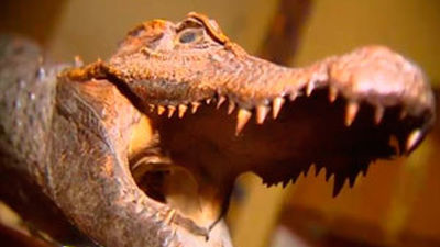 Una ruta por el Madrid disecado