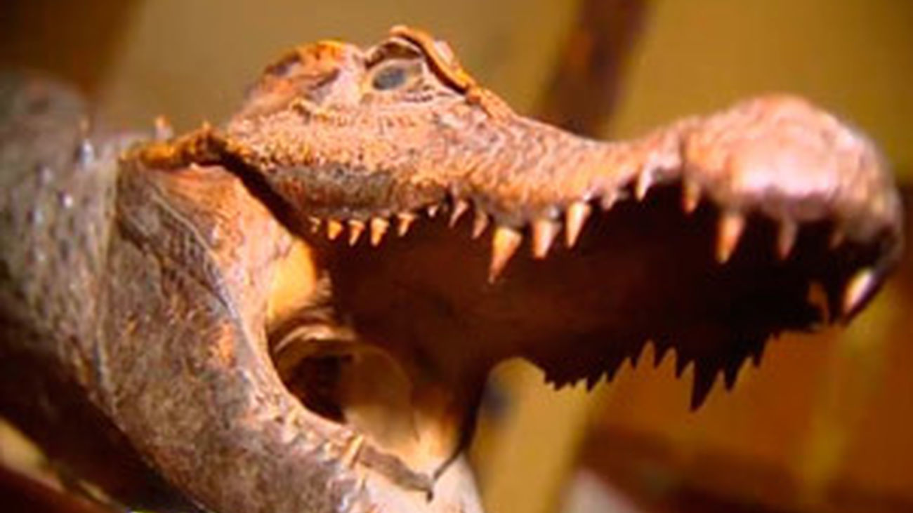 Una ruta por el Madrid disecado