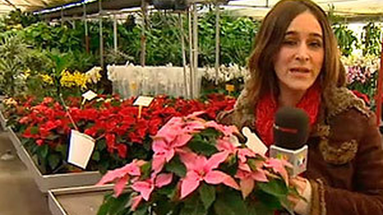 Las plantas de la navidad