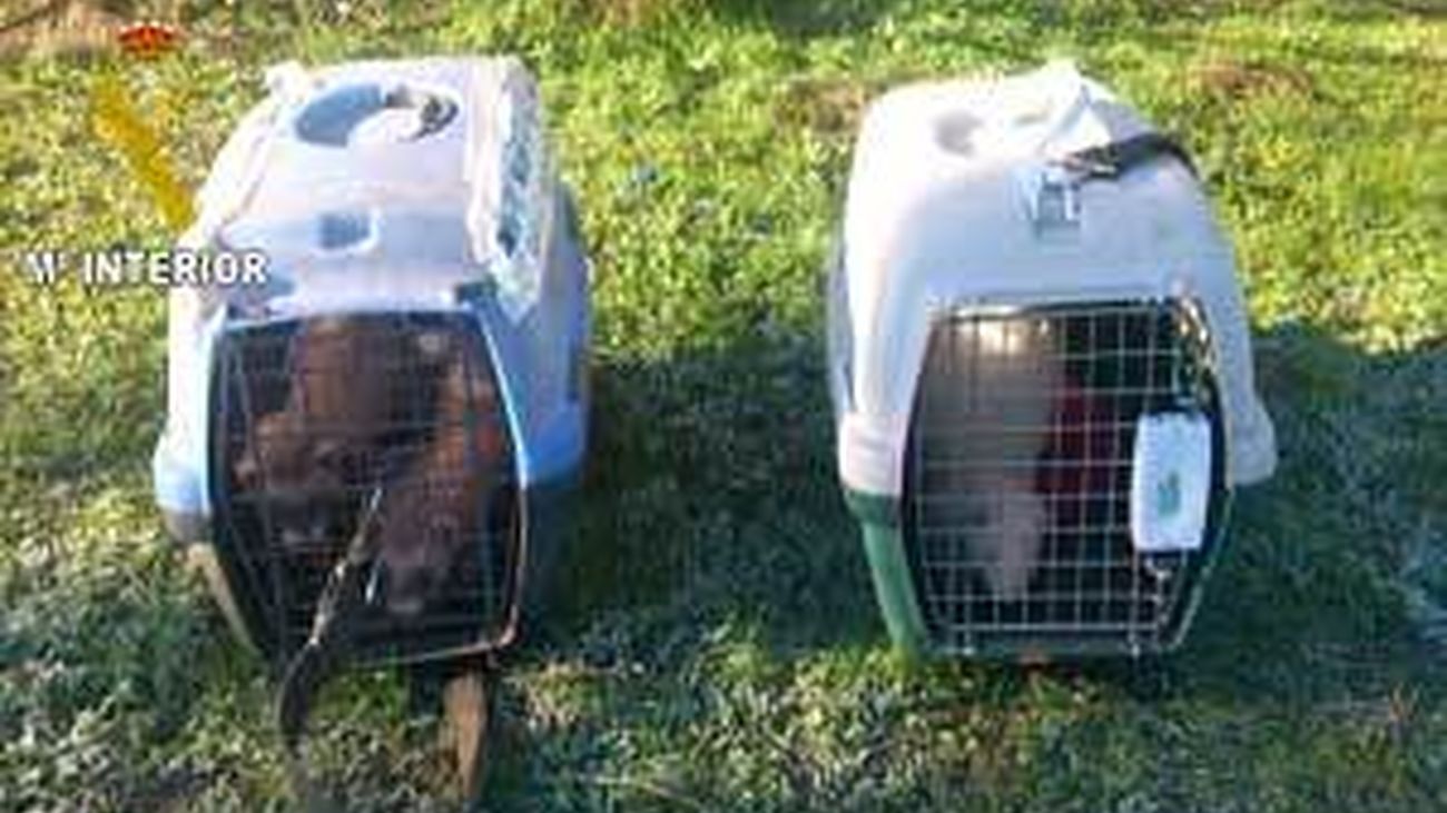 Descubiertas en Villaviciosa dos personas que cazaban en un coto con hurones