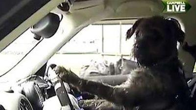 Enseñan a tres perros a conducir un coche