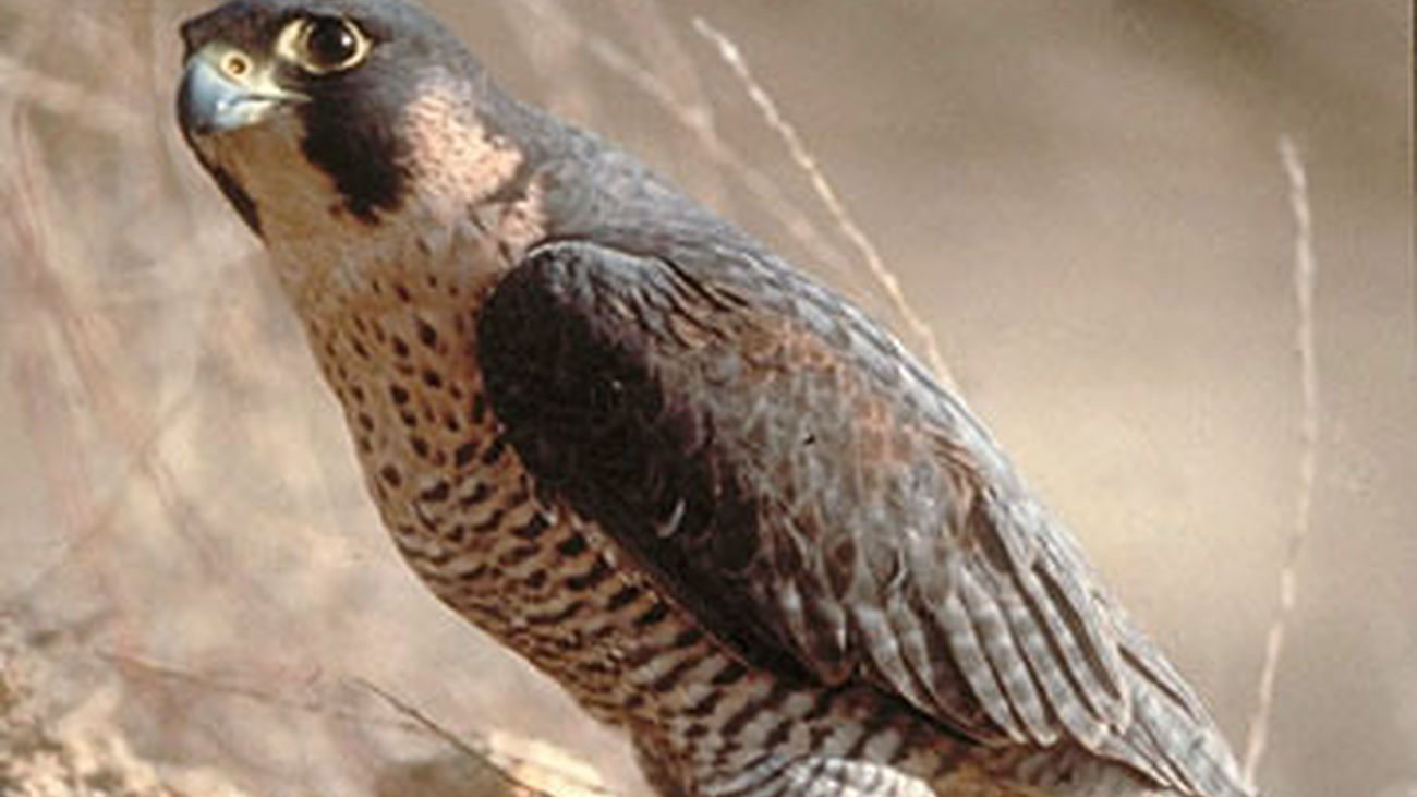 halconperegrino