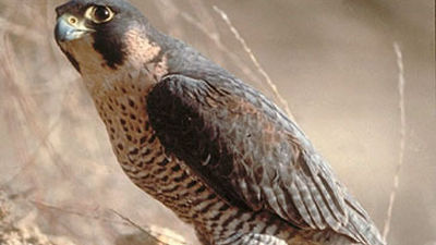 A-ver Aves, una aventura para identificar y fotografiar fauna salvaje Madrid