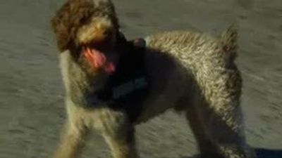 Agente especial: capítulo 11