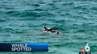 Fotografían a un hombre a lomos de un cachalote frente a costas de Florida