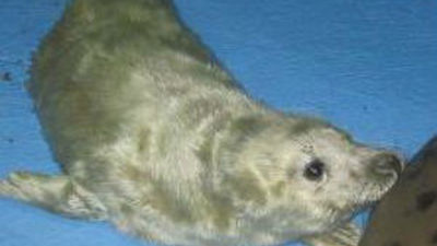 Nace una foca gris en el Zoo de Madrid