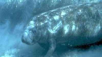 Los primeros ancestros de la vaca marina se originaron en África