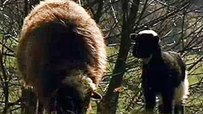 Animalandia: Capítulo 6