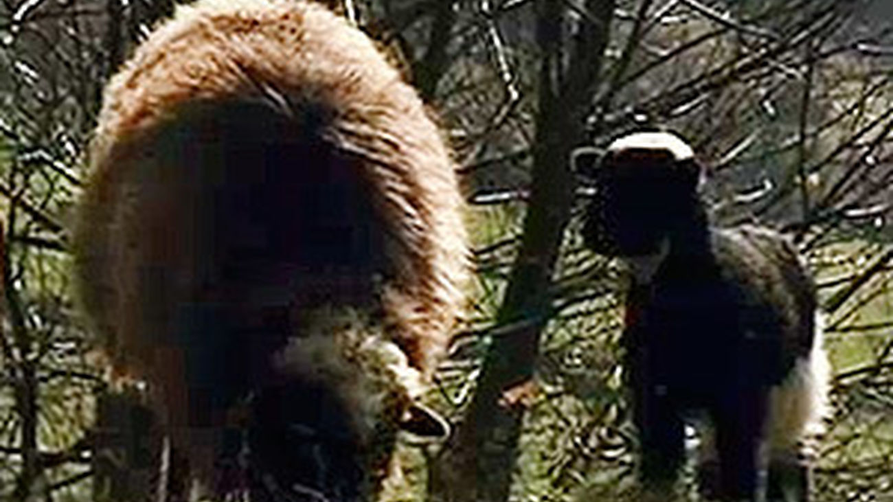 Animalandia: Capítulo 6