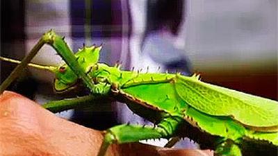 Animalandia: Capítulo 7