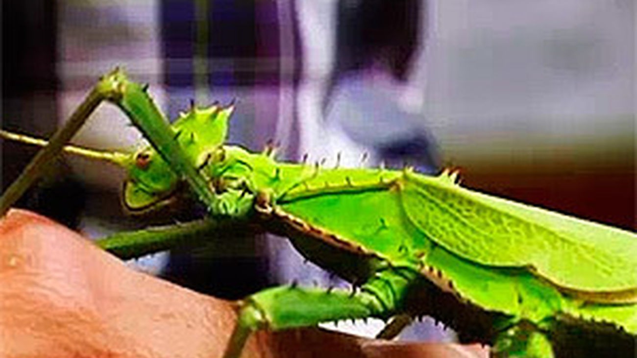 Animalandia: Capítulo 7