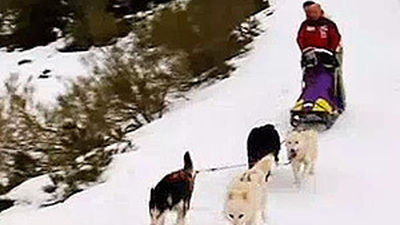 Animalandia: Capítulo 11