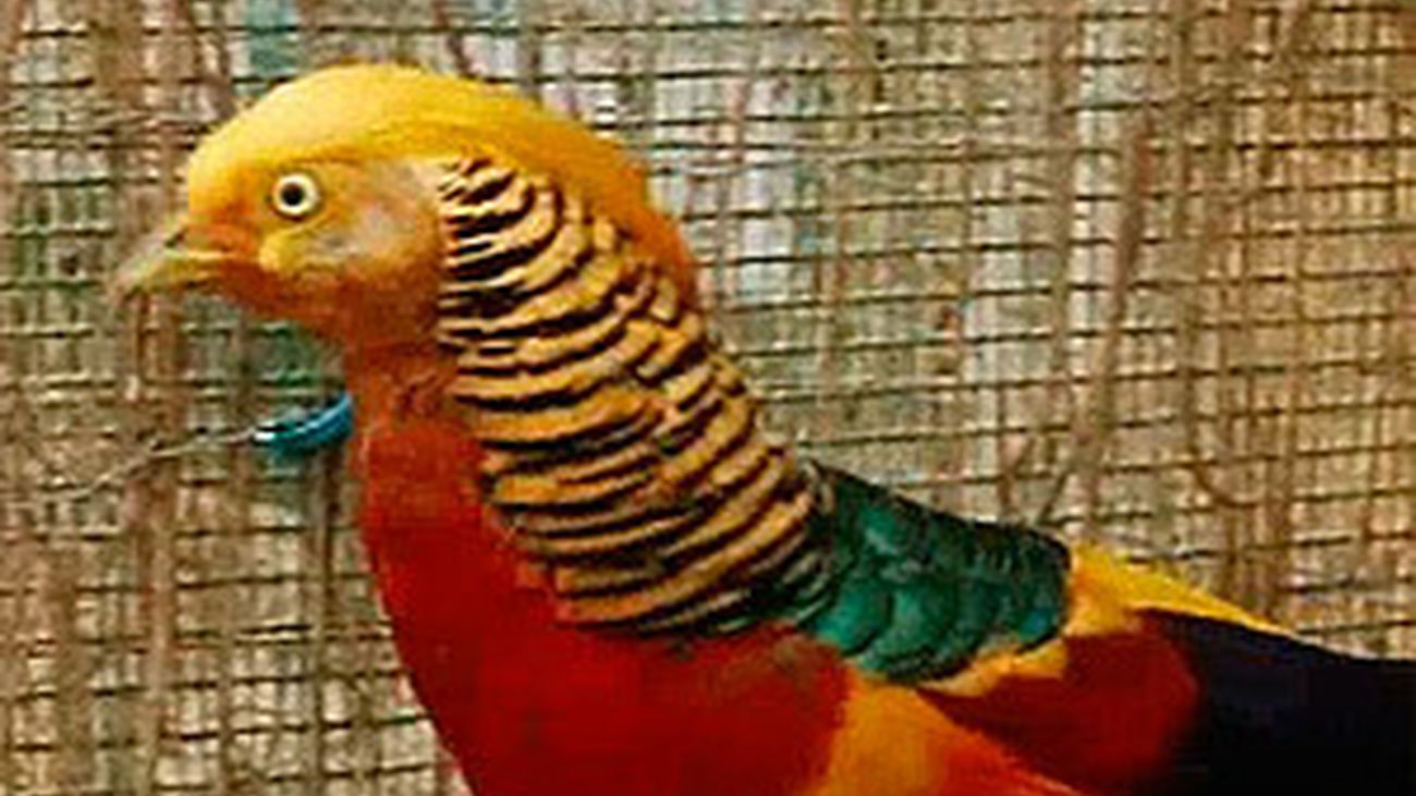 Animalandia: Capítulo 12