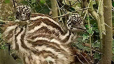 Animalandia: Capítulo 13