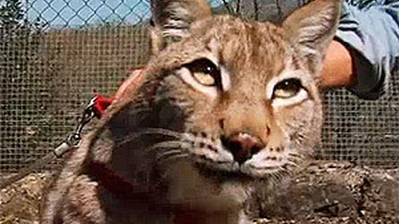 Animalandia: Capítulo 14