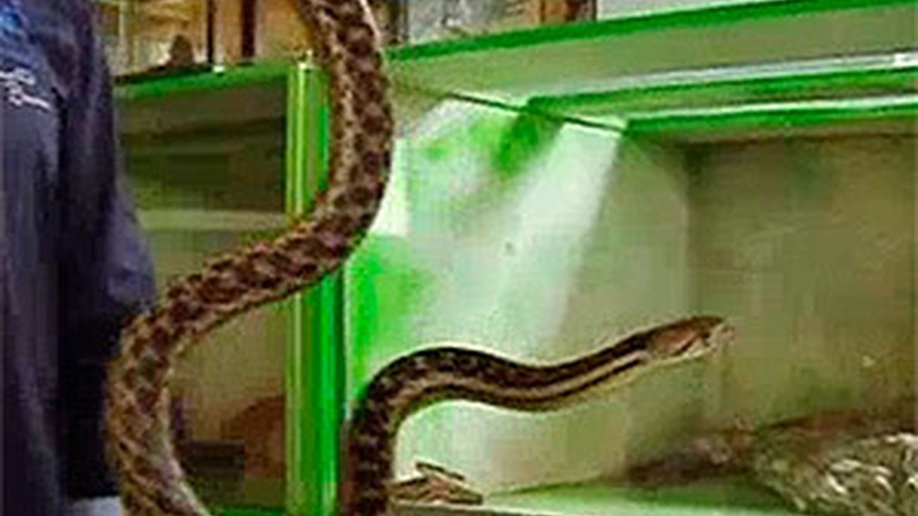 Animalandia: Capitulo 15