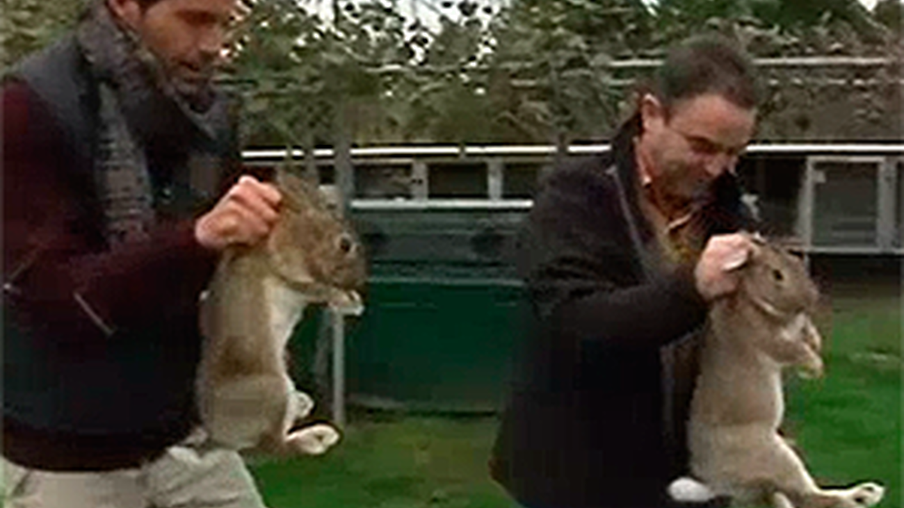 Animalandia: Capítulo 2