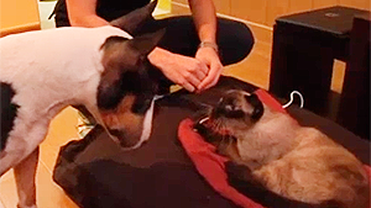 Animalandia: Capítulo 3