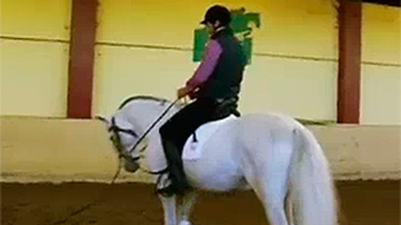 Animalandia: Capítulo 9