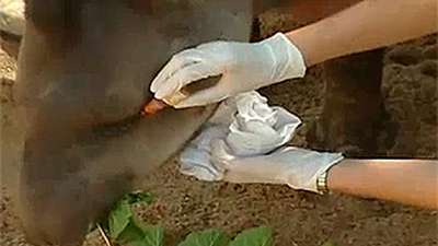 Madrid Distrito Animal: Ronda veterinaria