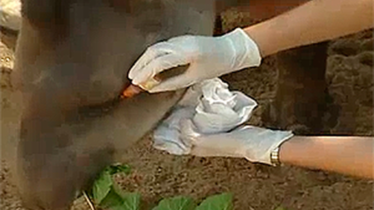 Madrid Distrito Animal: Ronda veterinaria