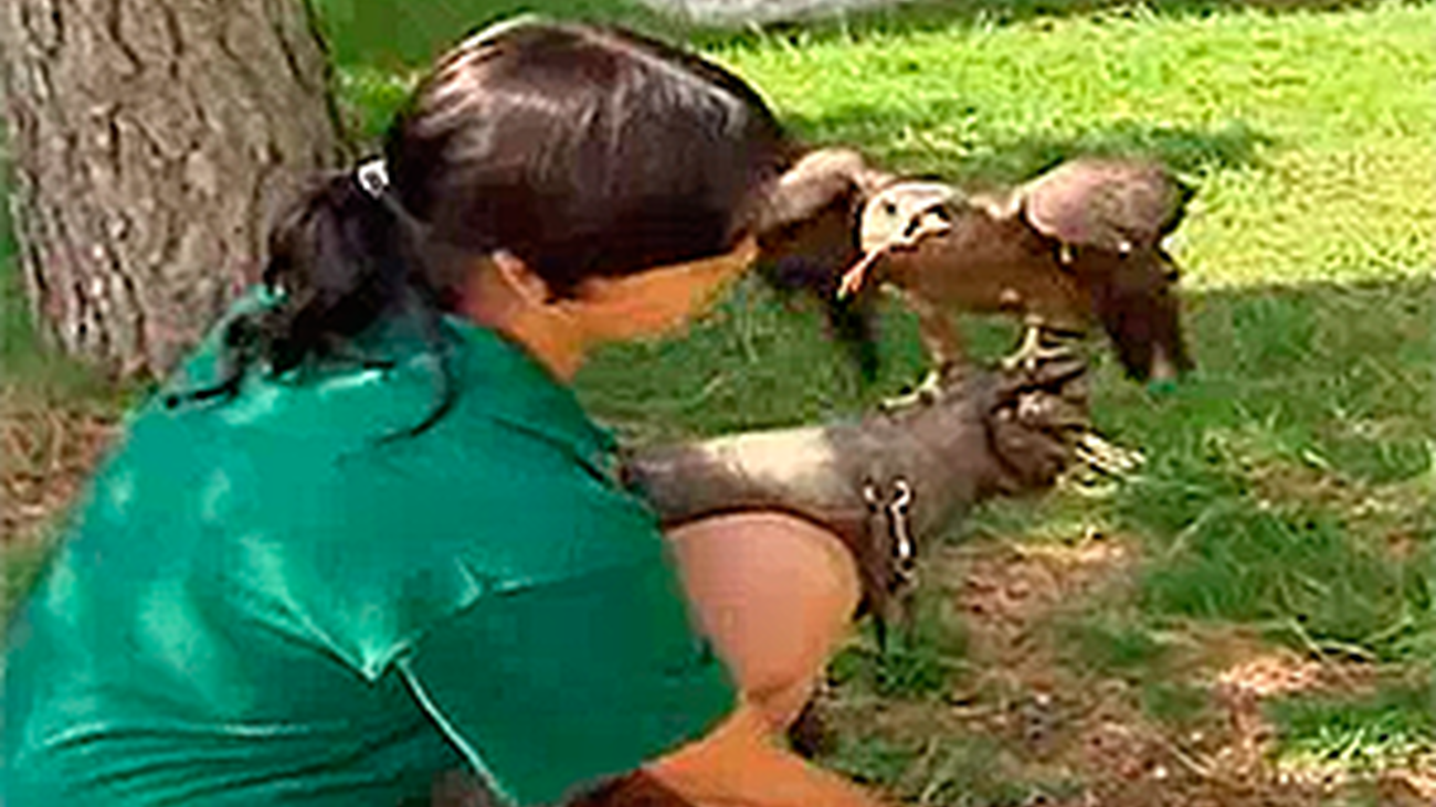 Madrid Distrito Animal: El adiestramiento