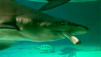 Madrid Distrito Animal: Un menú de ochenta platos