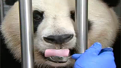 Madrid Distrito Animal: ¿Qué me pasa, doctor?